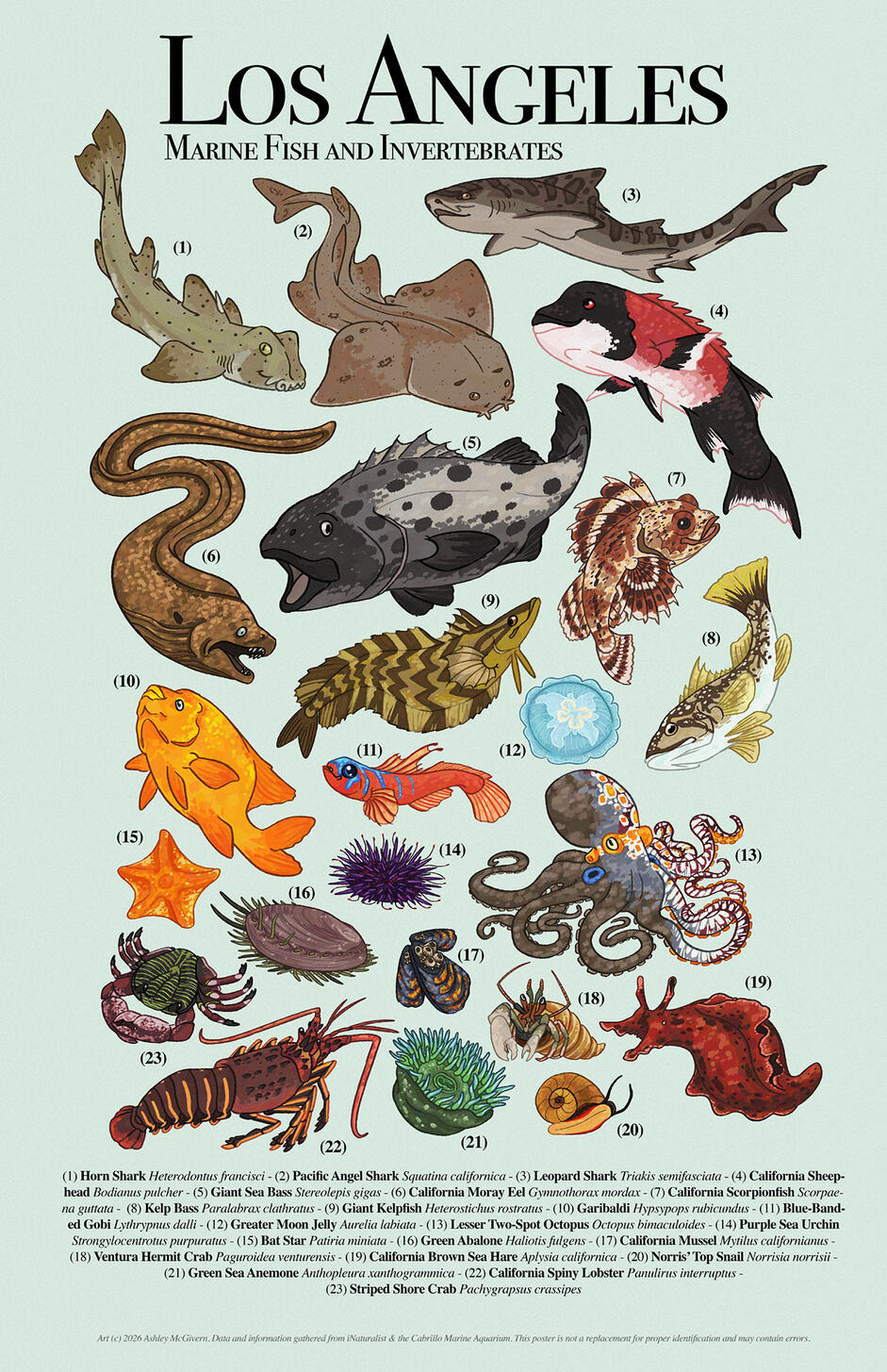 Los Angeles Native Marine Life Los Angeles Native Marine Life